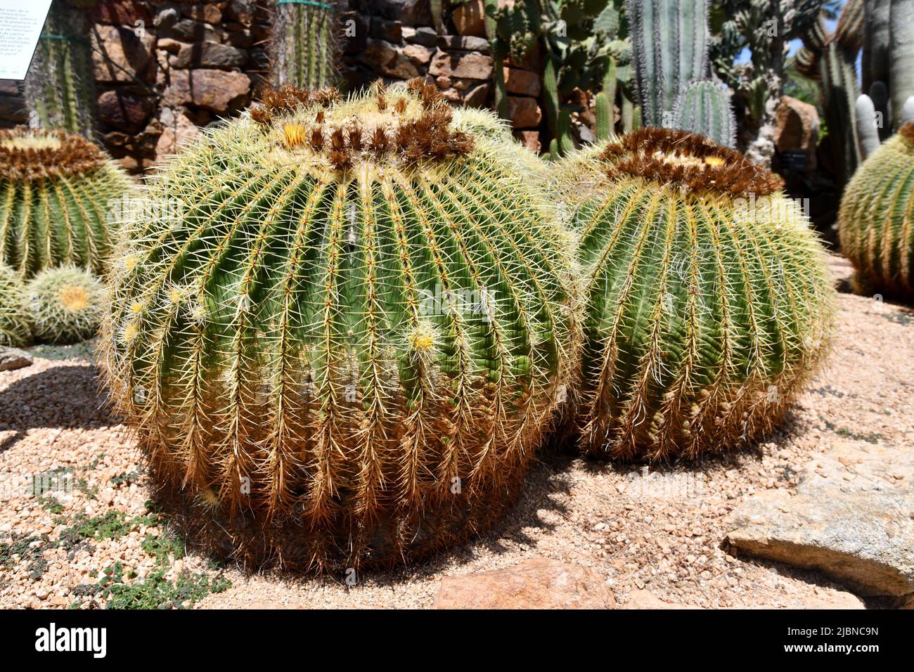 Echinocactus grusonii Care, Cactaceae. goldener Fass-Kaktus Stockfoto