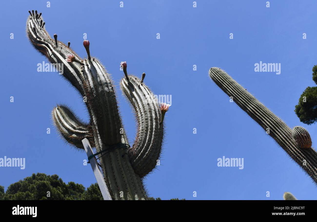 Riesige große Kaktuspflanze Stockfoto