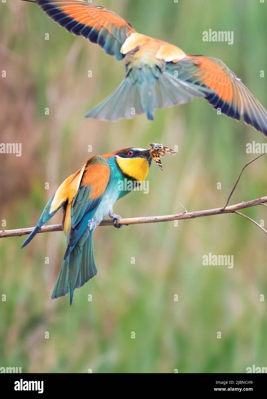 Europäischer Bienenfresser fliegt und jagt eine Hummel., das beste Pohoto Stockfoto