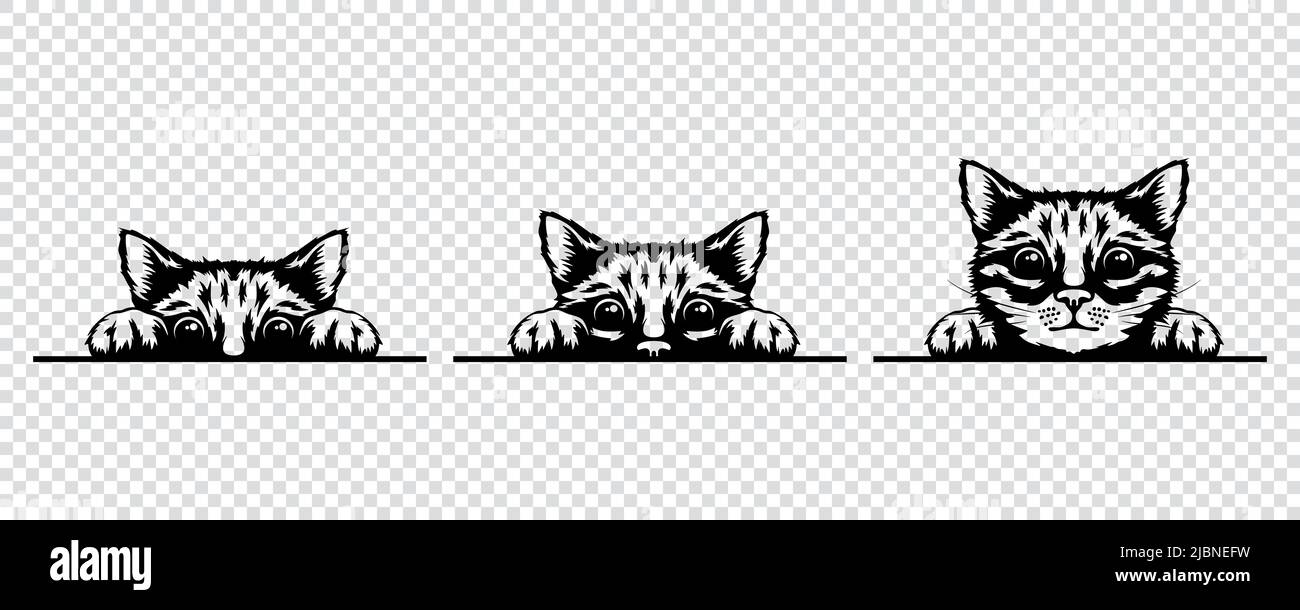 Vektor Monochrom Handschublade Schwarz, Weiß Versteckt Peeking Kitten. Kätzchen-Kopf mit aufgepaarten Pfoten, die über ein blank weißes Schild, Poster, Karte, Banner aufsteigen. Haustier Stock Vektor