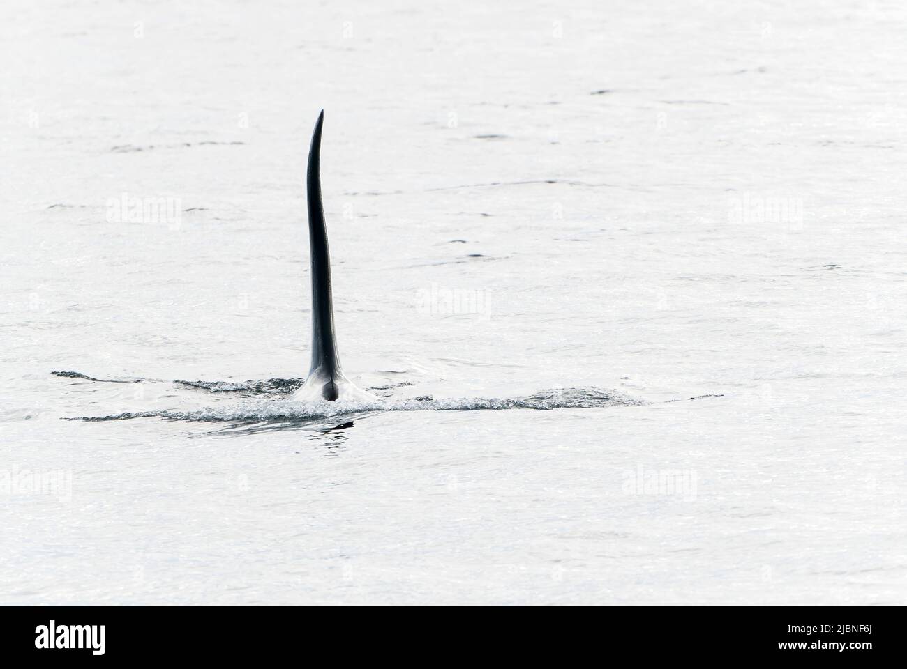 Orca oder Killerwal, Orcinus Orca, alleinerwachsener Mann, der im Meer vor Lochmaddy schwimmt, Schottland, Vereinigtes Königreich, 28. Mai 2022 Stockfoto