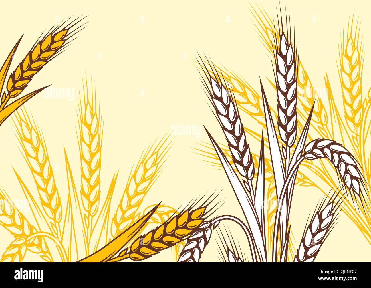 Hintergrund mit Weizen. Landwirtschaftliches Bild mit natürlichen goldenen Ohren von Gerste oder Roggen. Stock Vektor