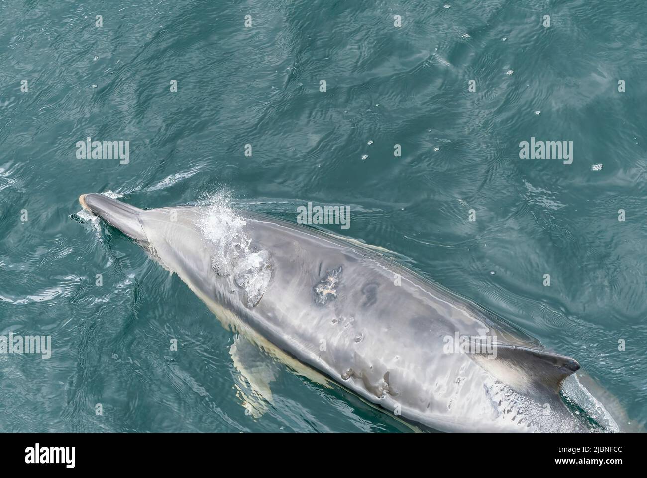 Kurzschnabeldelfin, Delphinus delphis, Schwimmen im Meer vor Skye, Schottland, Vereinigtes Königreich, 29. Mai 2022 Stockfoto