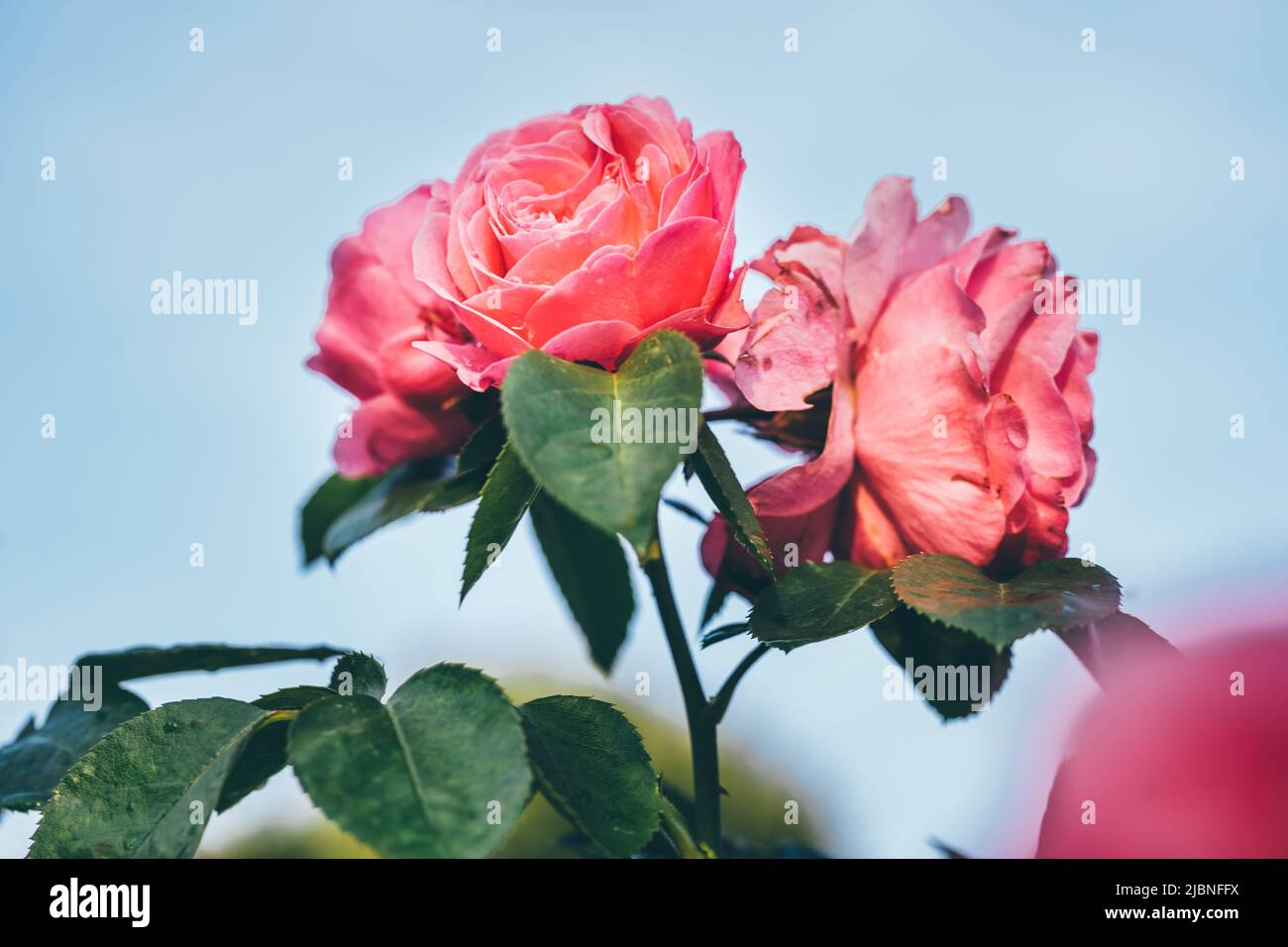 Schöne Rosen in einem Park gegen blauen Himmel am Morgen. Natur- und Sommerkonzept Stockfoto