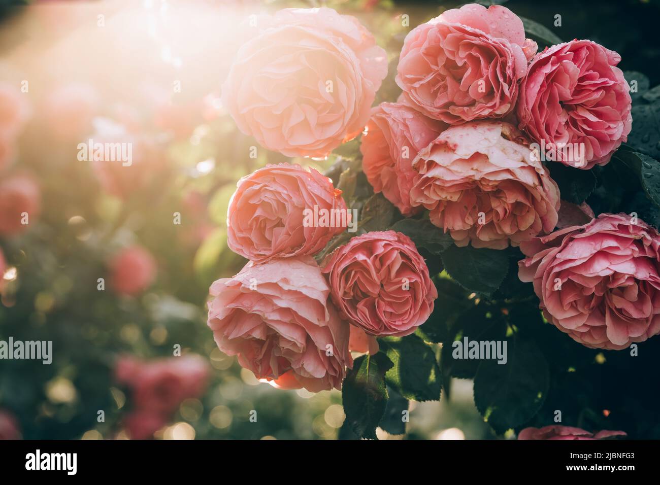 Wunderschöne rosa Rosen in den frühen Morgenstunden im Wiener Hofburg Garten. Natürliche Aufnahme mit Hintergrundbeleuchtung. Natur, Sommer, Reisekonzept. Gartenarbeit Stockfoto