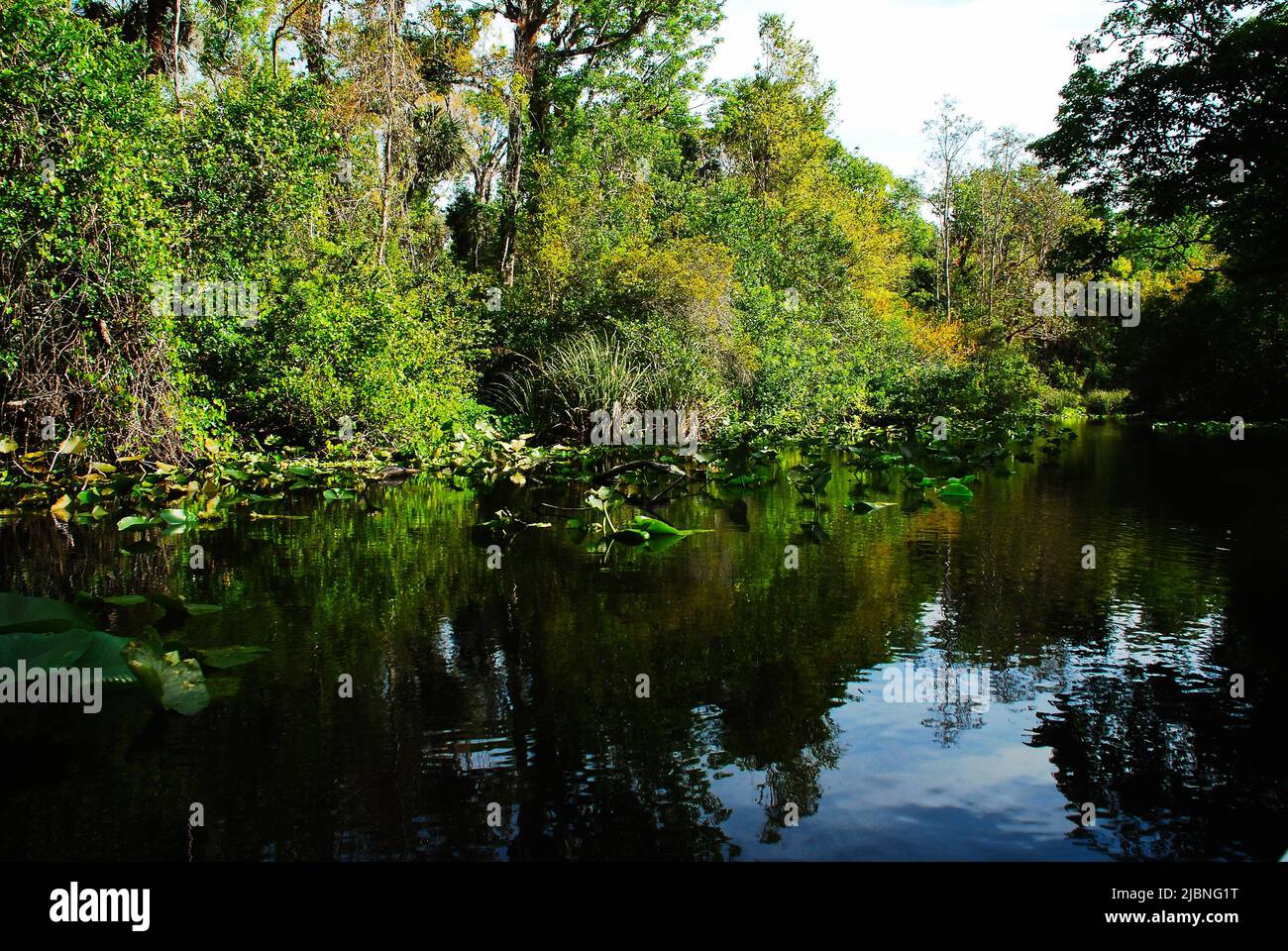 Rock Springs Run River in Central Florida im Kelly Park Stockfoto