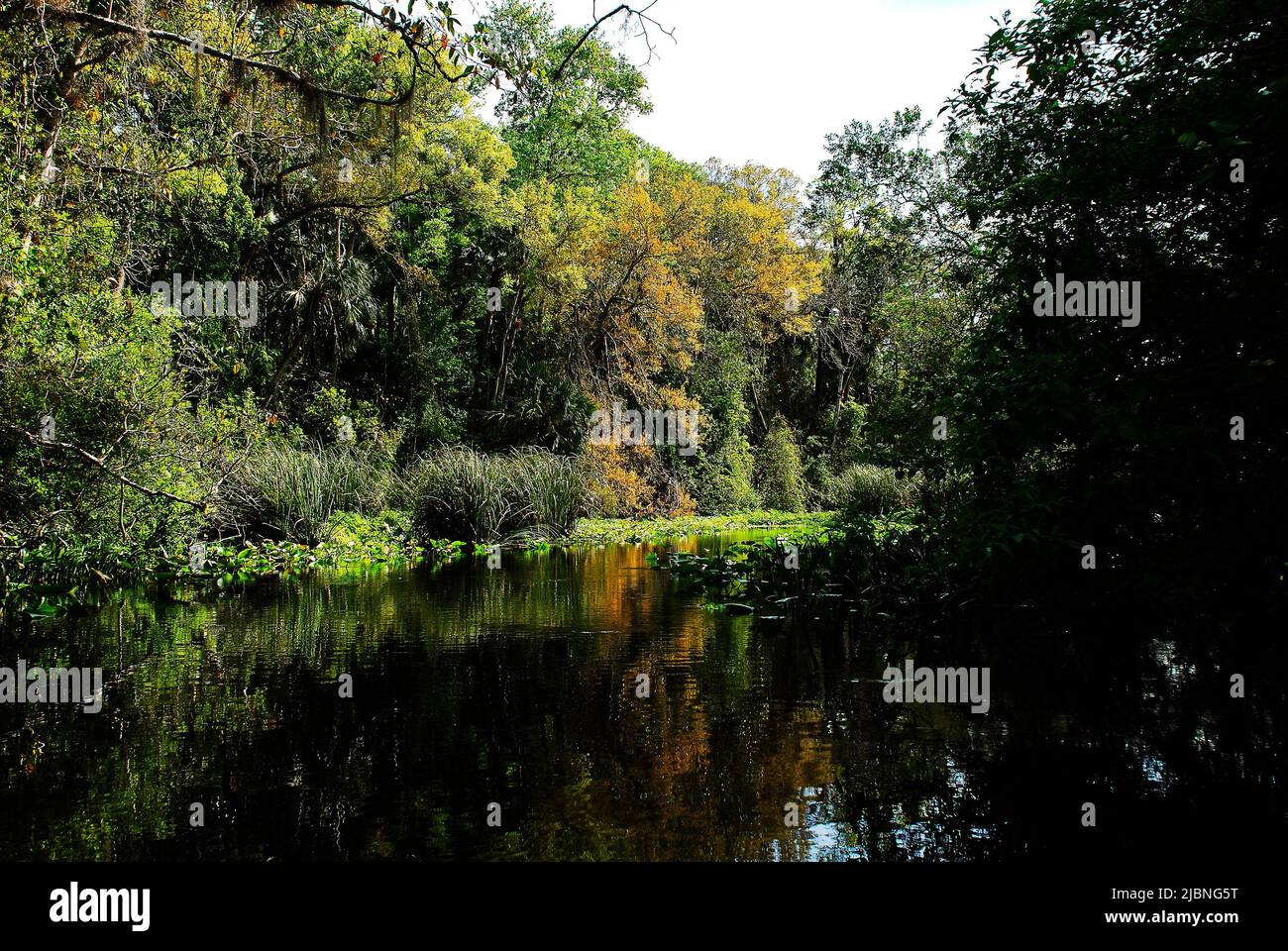 Natur des Rock Run Flusses im Kelly Park Apopka Central Florida Stockfoto