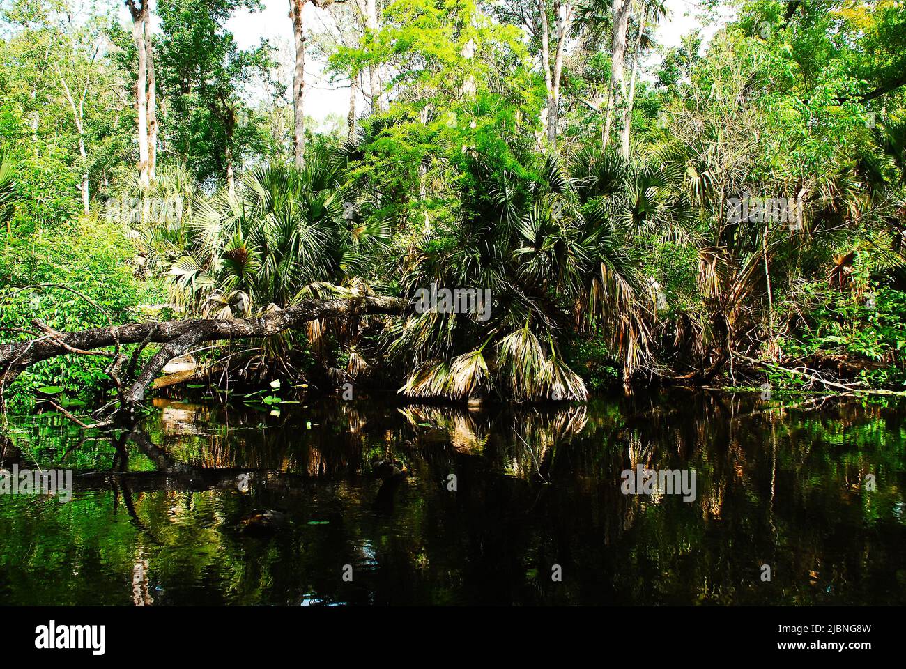 Flüsse Landschaft der Felsen laufen Quellen im Kelly Park in Florida Stockfoto