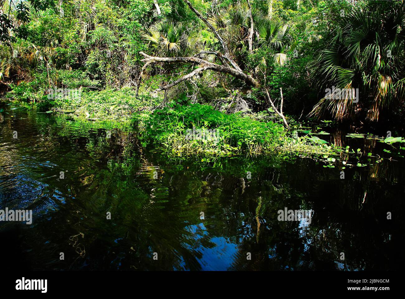 Riverside of the Rock Springs laufen im Kelly Park Central Florida Stockfoto