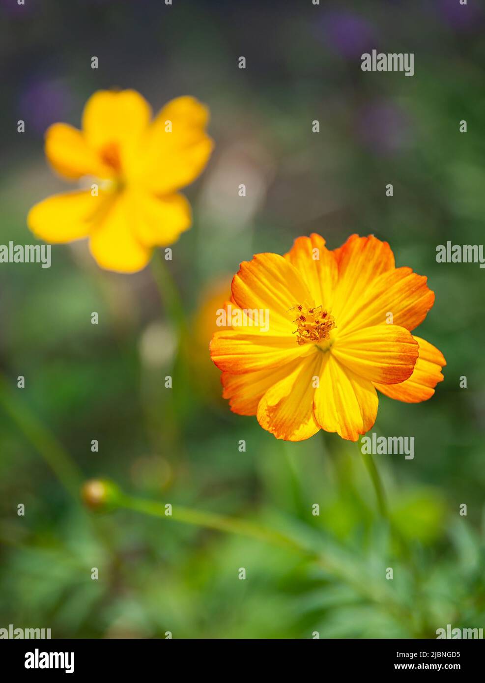 Schöne gelbe Cosmos (Cosmos sulfureus) blüht im Sommergarten. Stockfoto