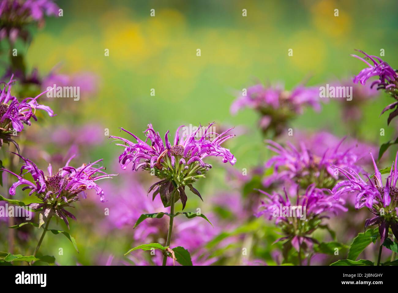 Lila Bienenbalsam blüht im Garten. Zieht Schmetterlinge, Bienen, Kolibris und Bestäuber an. Natürlicher grüner und gelber Hintergrund mit CO Stockfoto