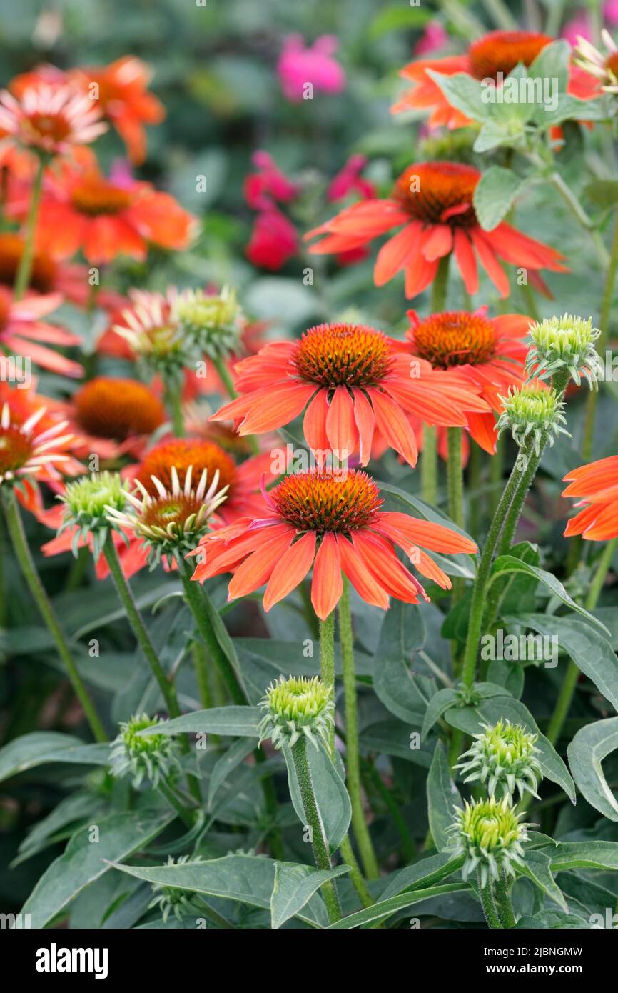 Echinacea Sombrero Adobe Orange Blumen. Stockfoto