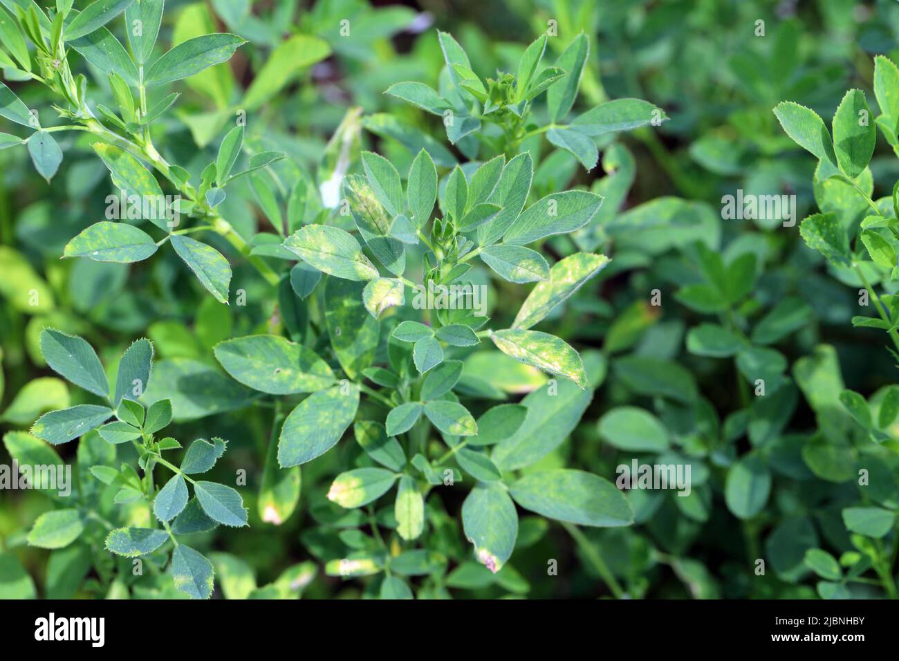 Alfalfa (Medicago sativa) Krankheit, Vergilbung der Blätter auf der Ernte. Stockfoto