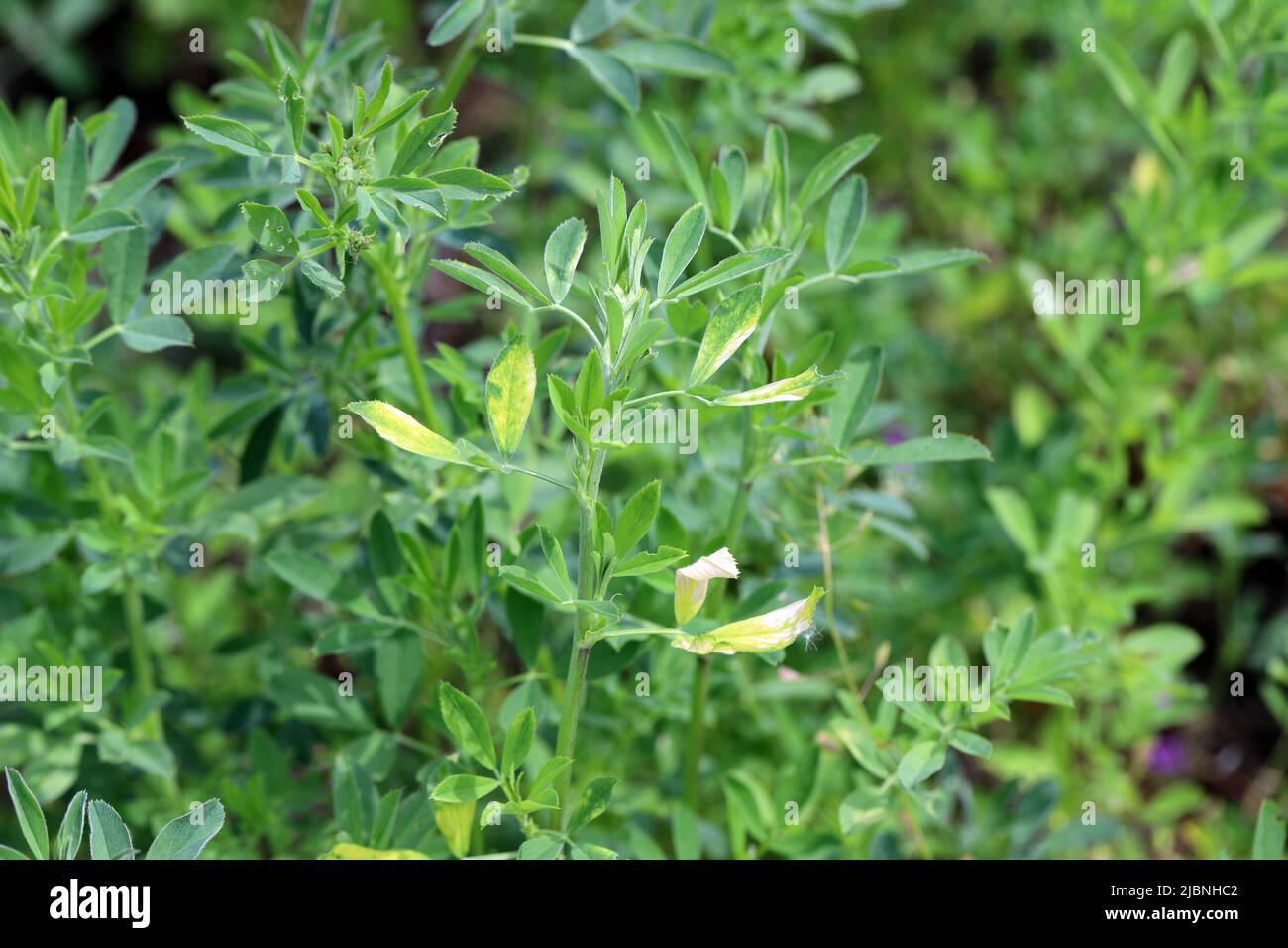 Alfalfa (Medicago sativa) Krankheit, Vergilbung der Blätter auf der Ernte. Stockfoto