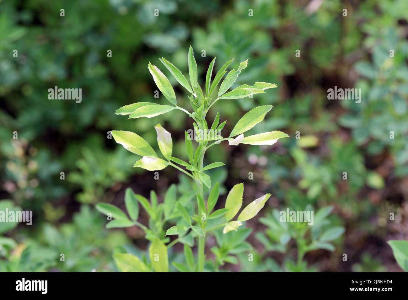 Alfalfa (Medicago sativa) Krankheit, Vergilbung der Blätter auf der Ernte. Stockfoto