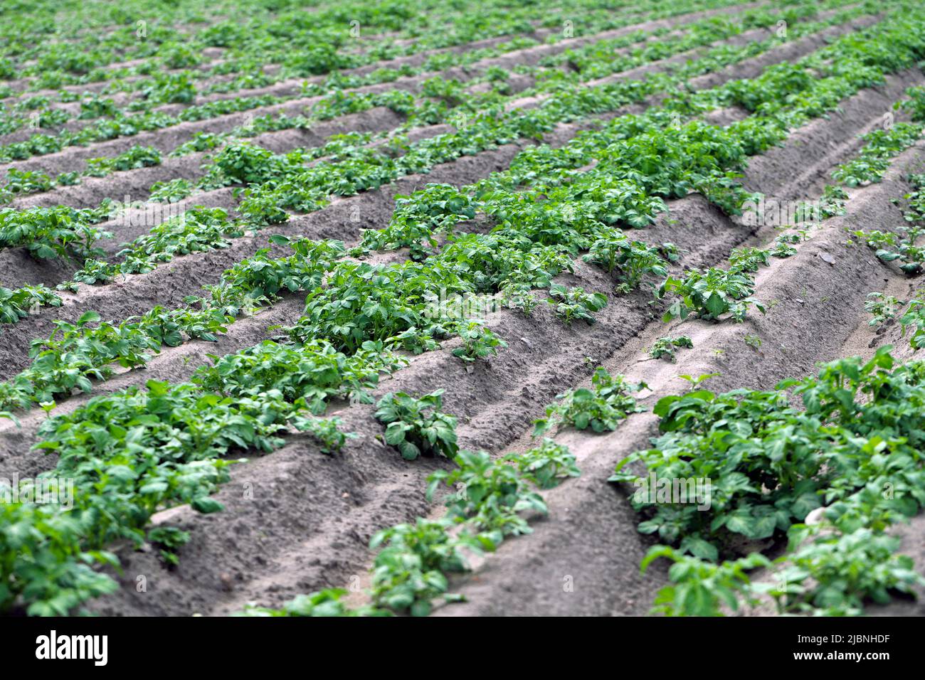Kartoffelernte in Monokultur und zahlreiche Kartoffelunkräuter aus dem Vorjahr. Herblologisches Problem. Stockfoto