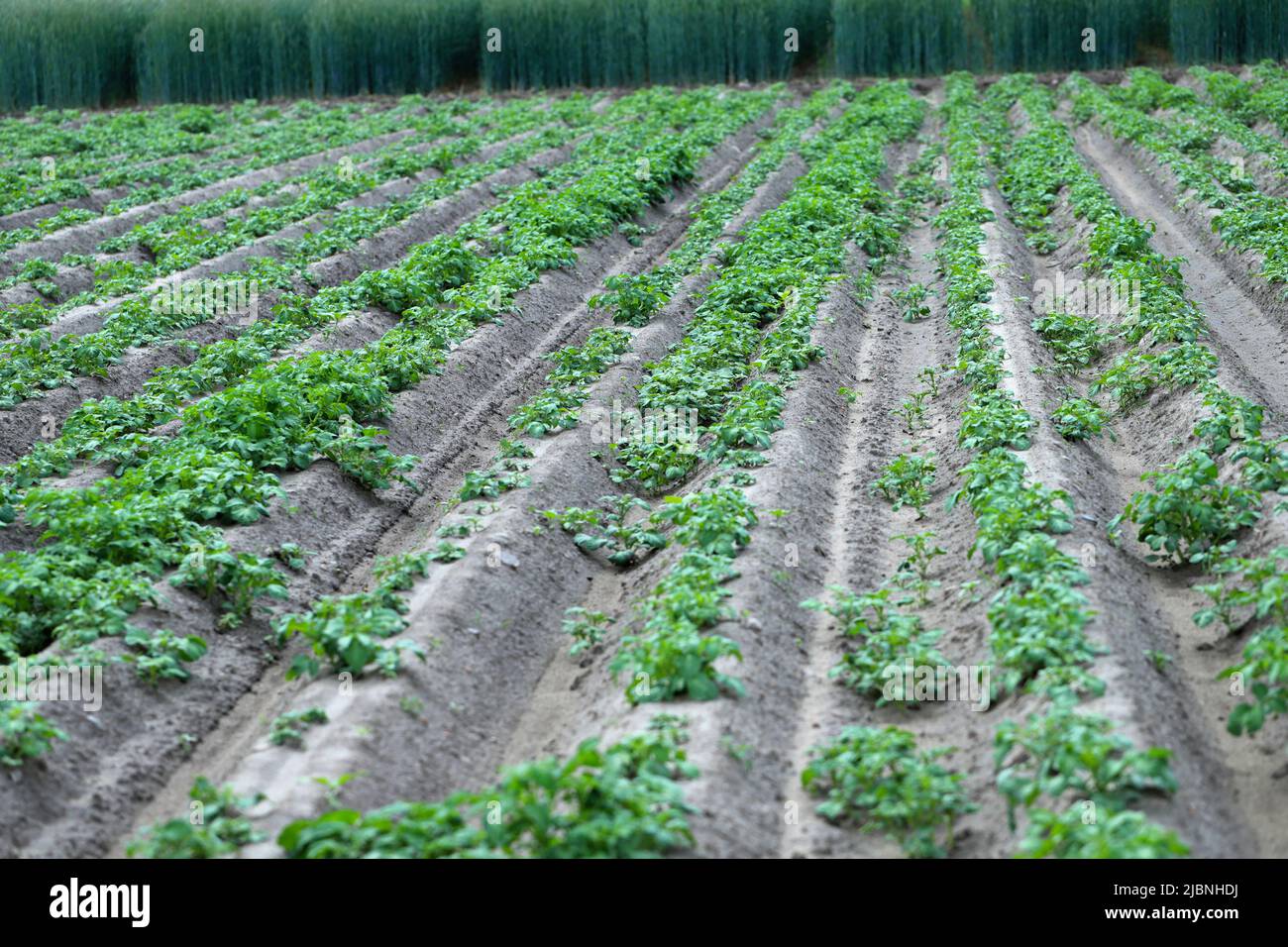 Kartoffelernte in Monokultur und zahlreiche Kartoffelunkräuter aus dem Vorjahr. Herblologisches Problem. Stockfoto