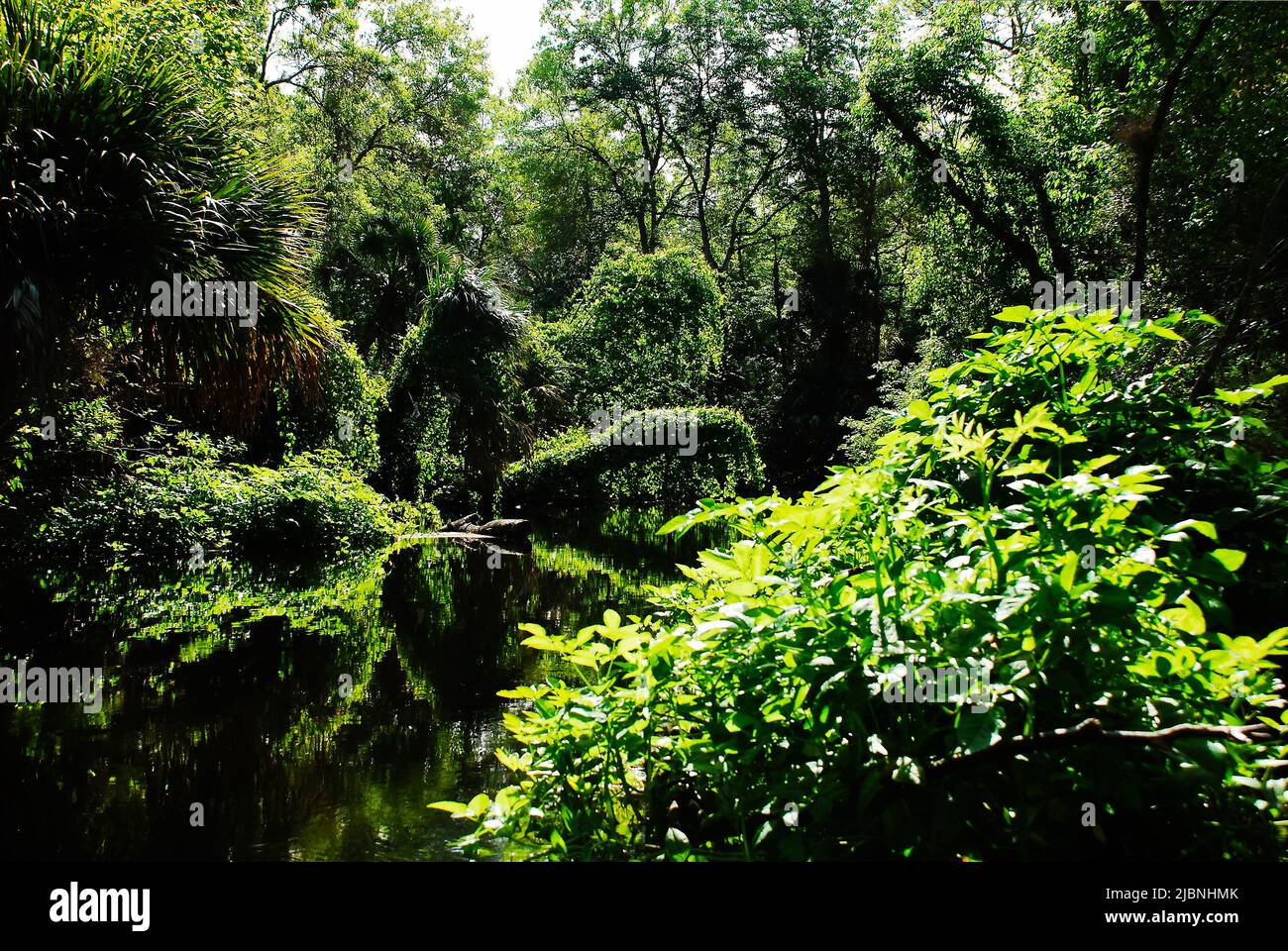 Die Landschaft am Flussufer die Rock Springs verlaufen im Kelly Park Central Florida Stockfoto