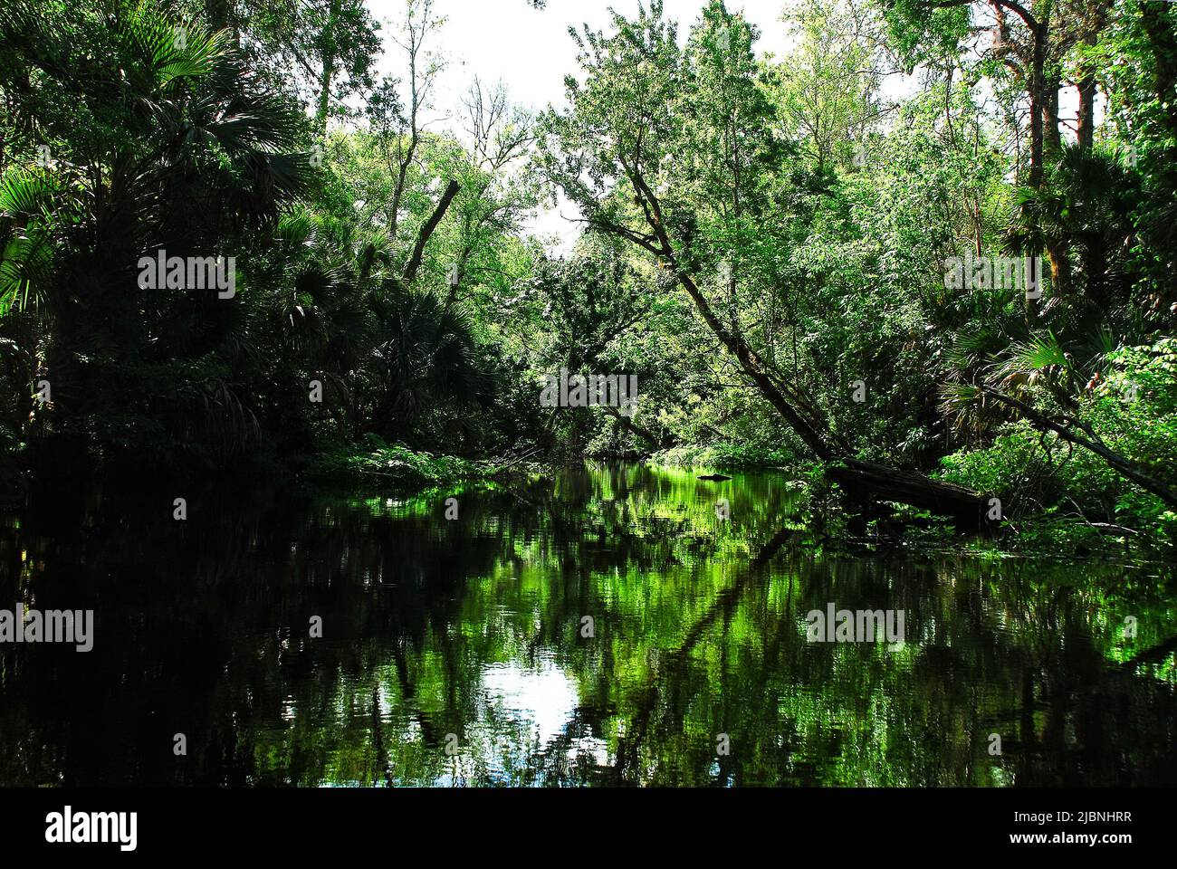 Die Quellen des River Rock laufen in den Sümpfen des Kelly Park Central Florida Stockfoto