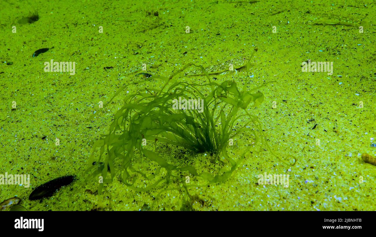 Algen des Schwarzen Meeres. Grünalgen (Ulva, Enteromorpha) auf dem Meeresboden im Schwarzen Meer Stockfoto