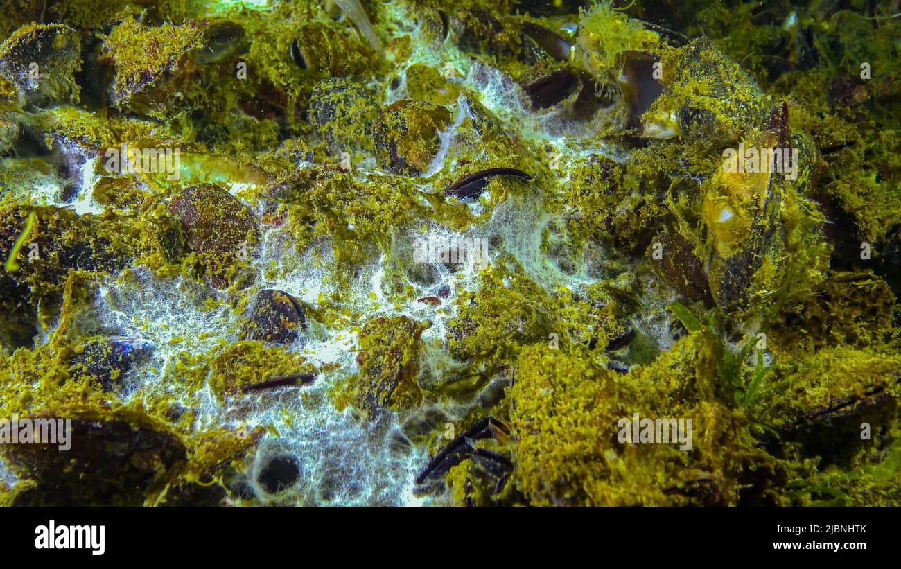 meeresfunge auf der Oberfläche des Sandes, dem Schwarzen Meer. Ökologie des Meeres, Verschmutzung. Stockfoto