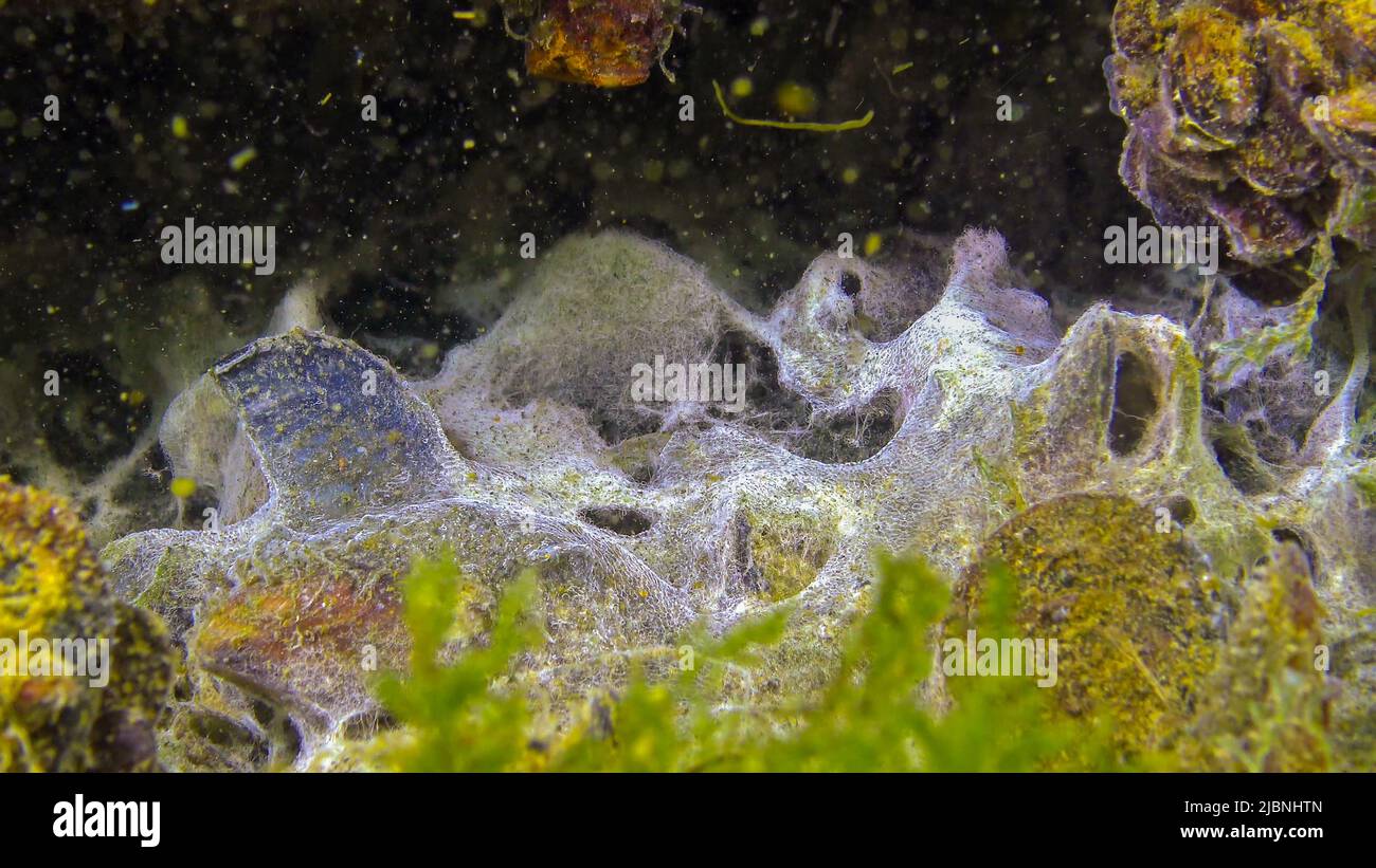 meeresfunge auf der Oberfläche des Sandes, dem Schwarzen Meer. Ökologie des Meeres, Verschmutzung. Stockfoto