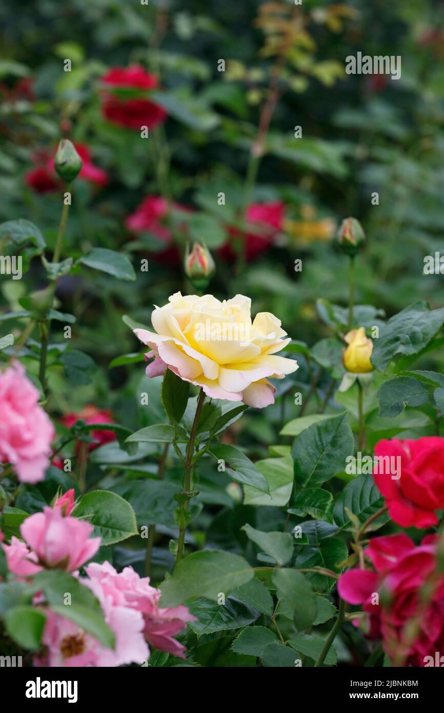 Gelbe Rose in einem englischen Rosengarten. Stockfoto