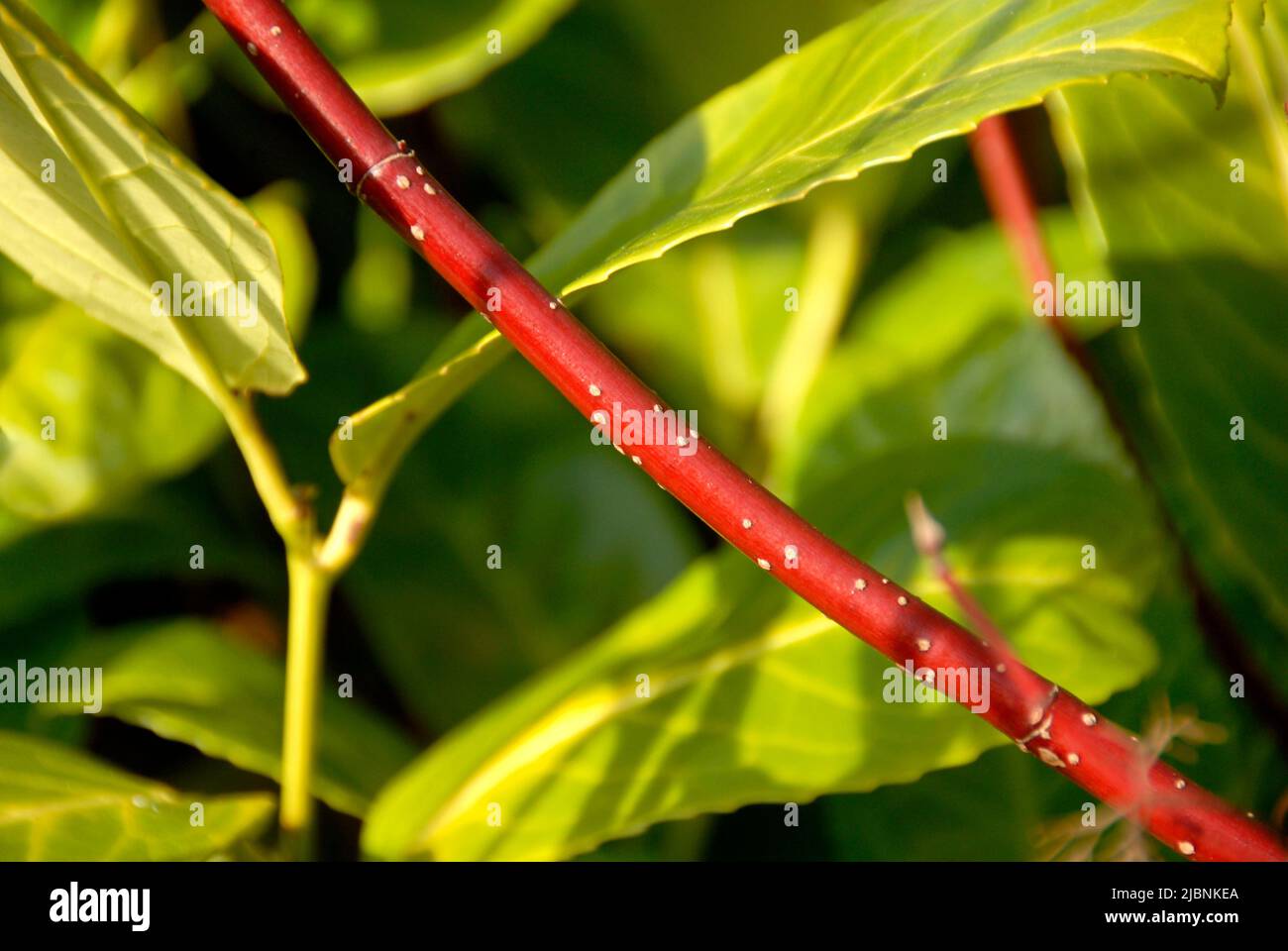 Stamm von Cornus Alba vor grünem Hintergrund Stockfoto