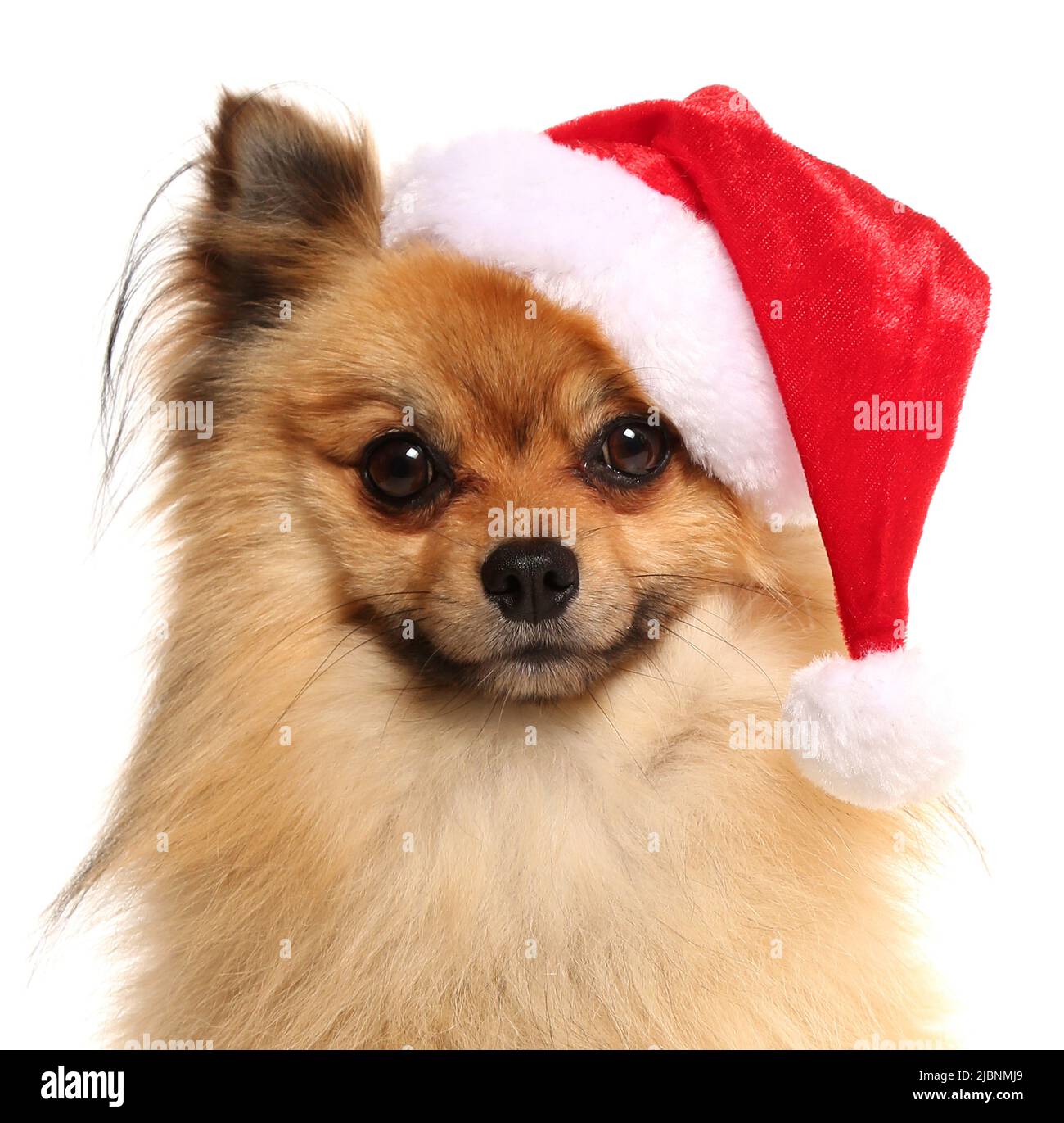 Pommeriner Hund trägt einen weihnachtssantas Hut isoliert auf weiß Stockfoto