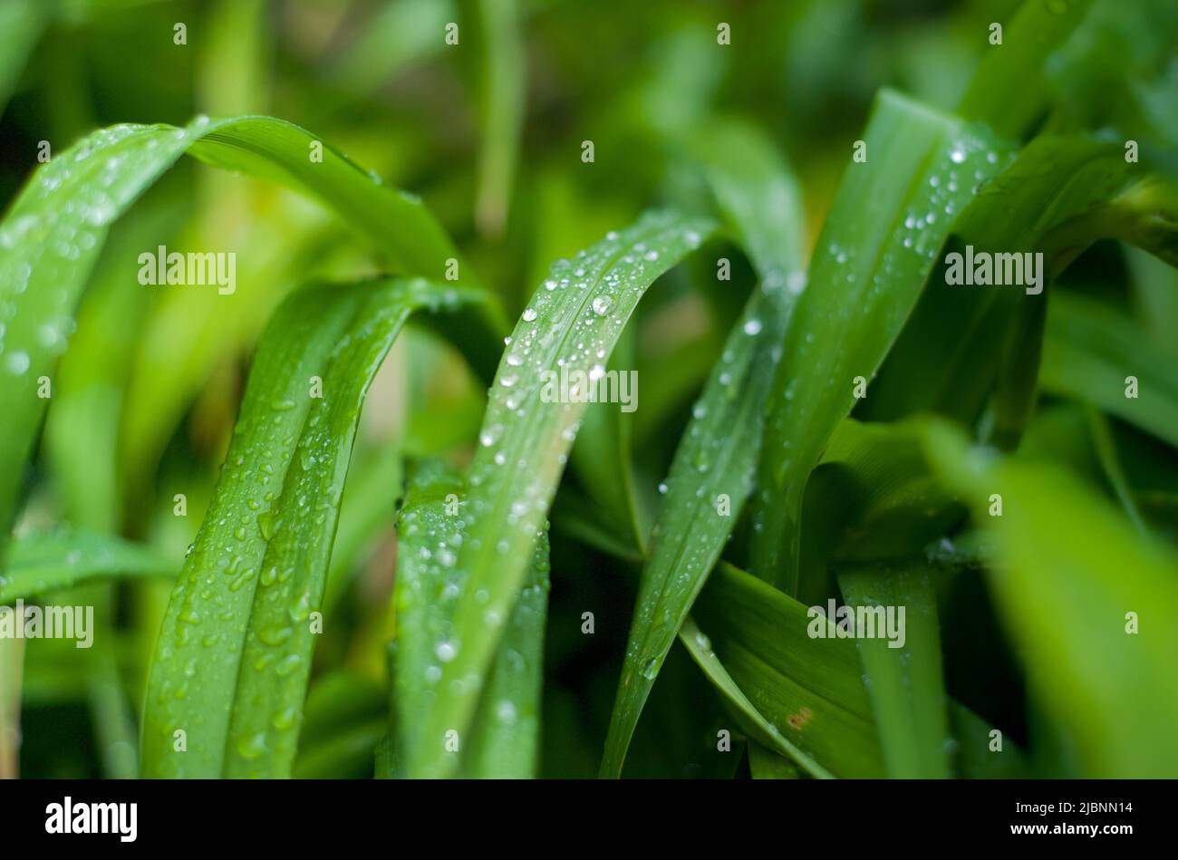 Scharfe Blätter einer tropischen Pflanze (Hintergrund) Stockfoto