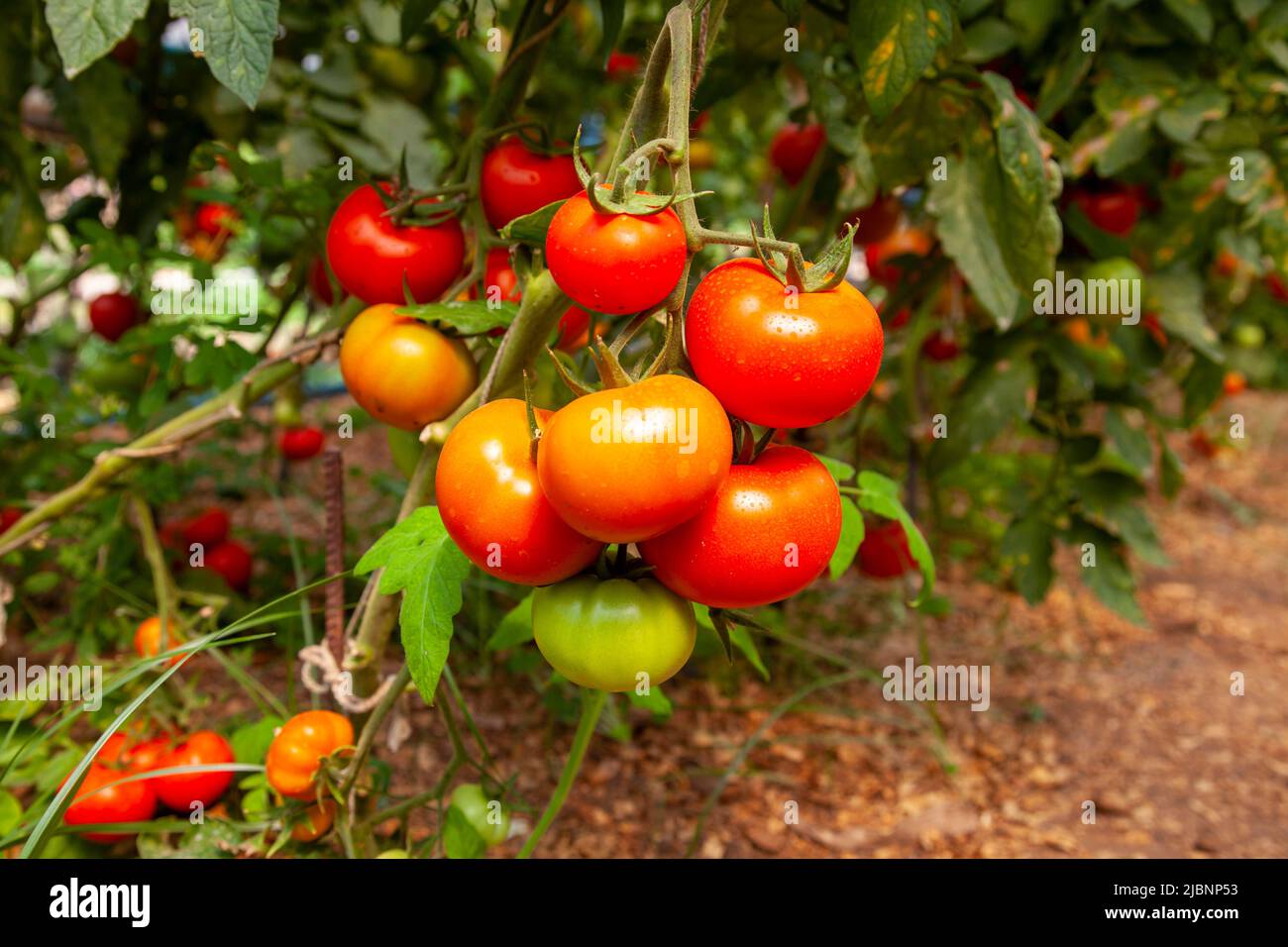 Tomaten auf dem Ast. Tomatenfeld. Produktivitätskonzept. Nahaufnahme und selektiver Fokus. Stockfoto