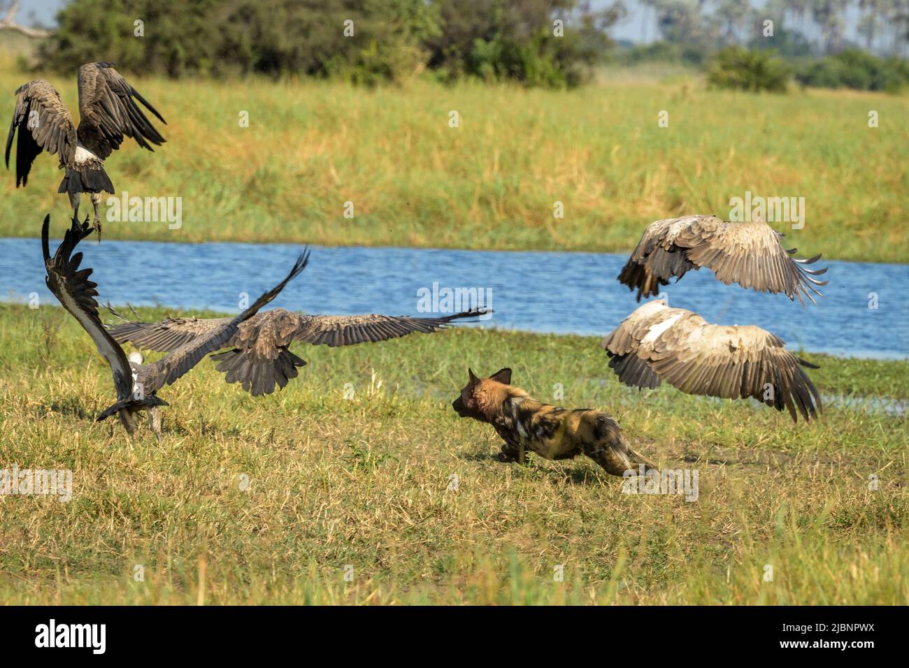 Afrikanische Wildhunde (Lycaon pictus) jagen Weißrückengeier (Gyps africanus) Stockfoto