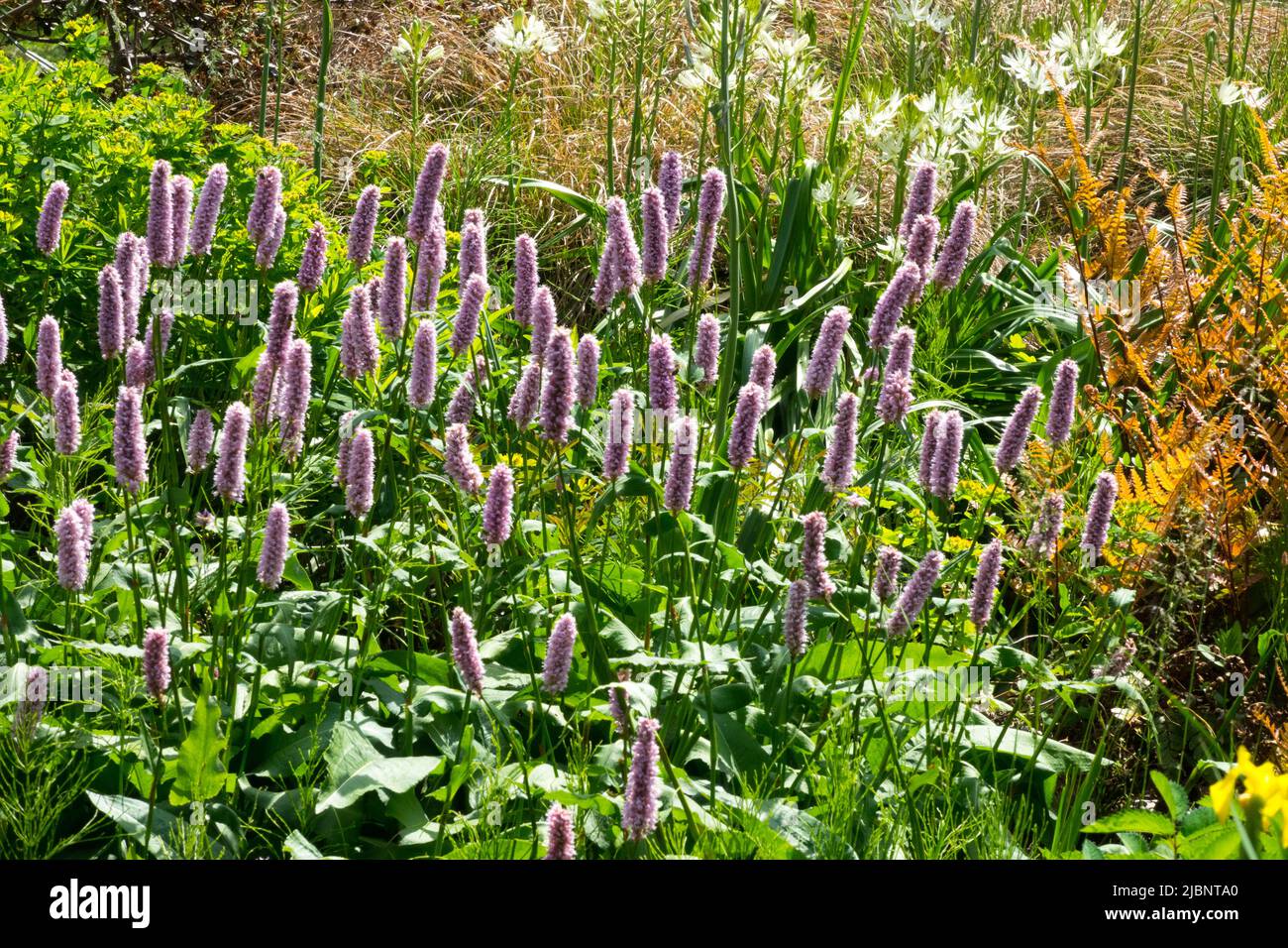 Persicaria Bistorta officinalis „Superba“ blass, rosa Blumen im Garten lockere mehrjährige, jedes Jahr größer werdende Pflanze, geeignet für nasse Böden Stockfoto