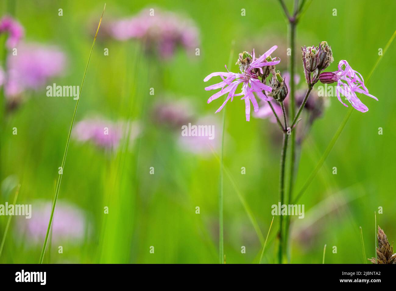 Silene floscuculi (syn. Lychnis floscuculi), allgemein als Ragged