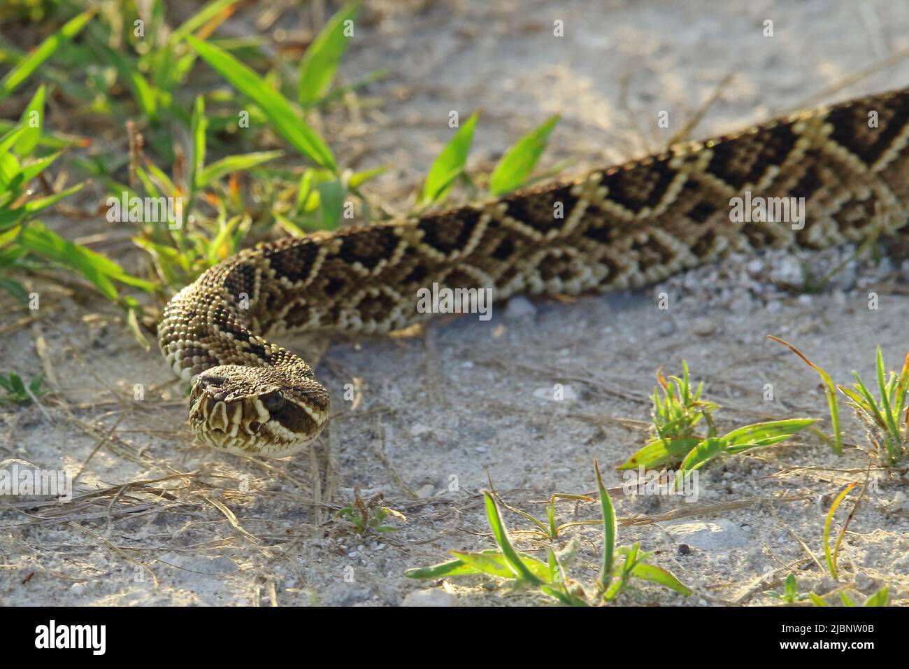 Eastern Diamondback Klapperschlange Stockfoto