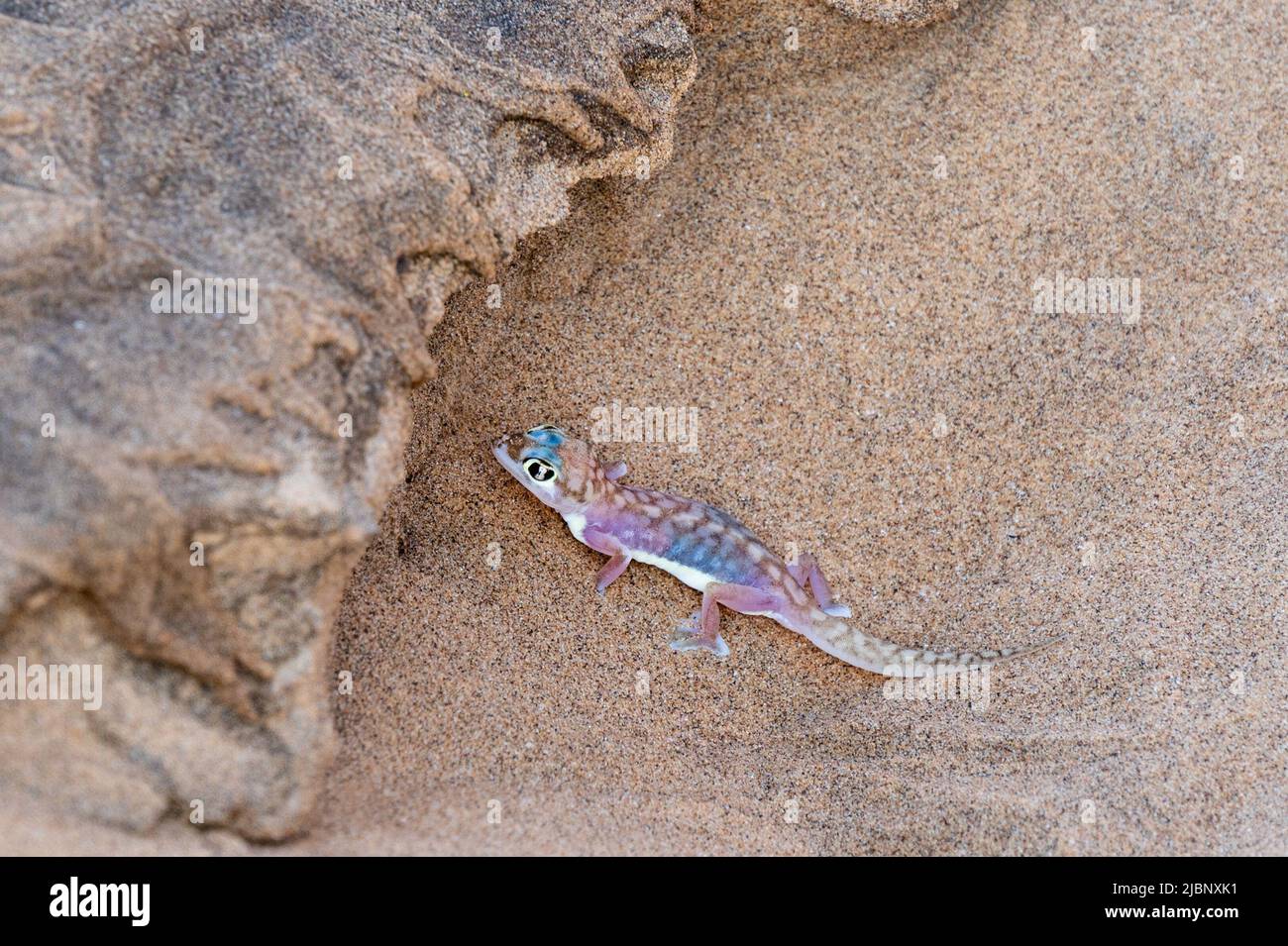 Palmato-Gecko in den Dünen der Namib-Wüste bei Swakopmund. Stockfoto
