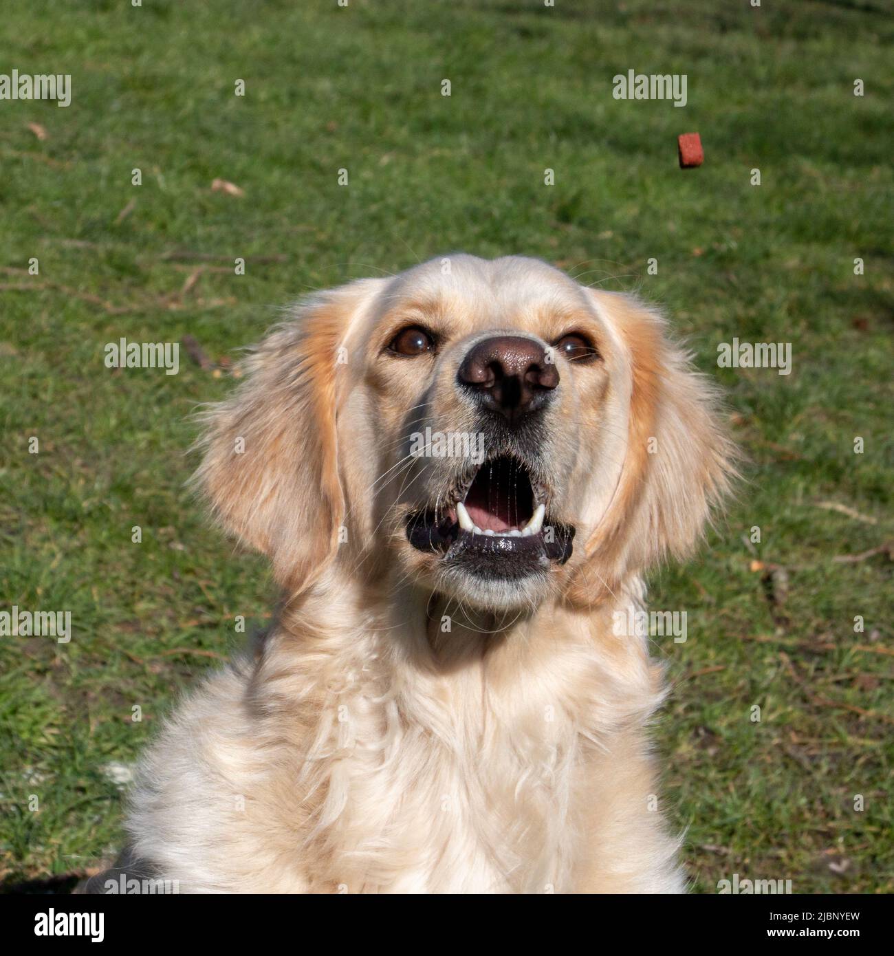 Ein gelber labrador Retriever ist gerade dabei, eine Freude zu fangen Stockfoto