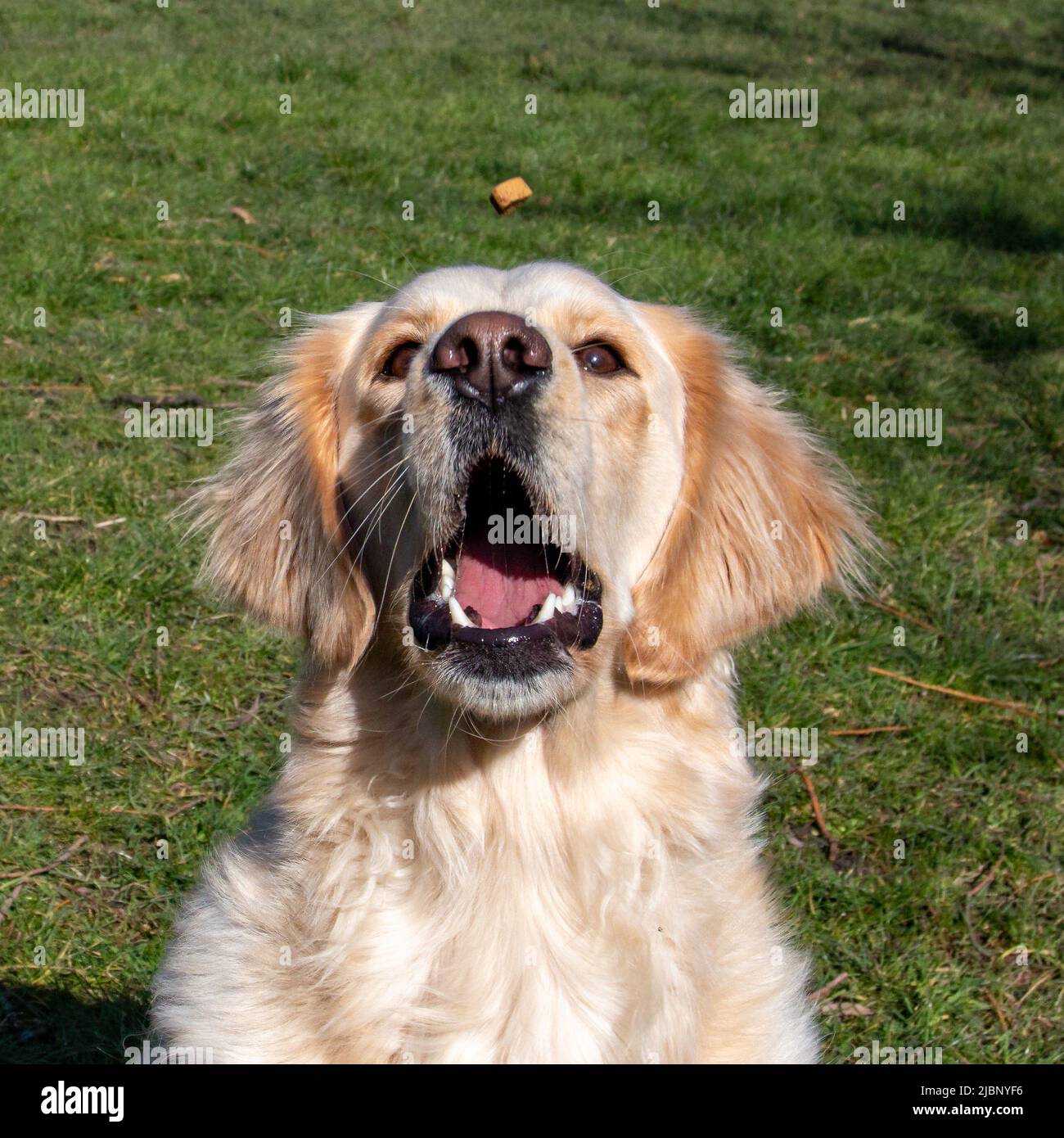 Ein gelber labrador Retriever ist gerade dabei, eine Freude zu fangen Stockfoto