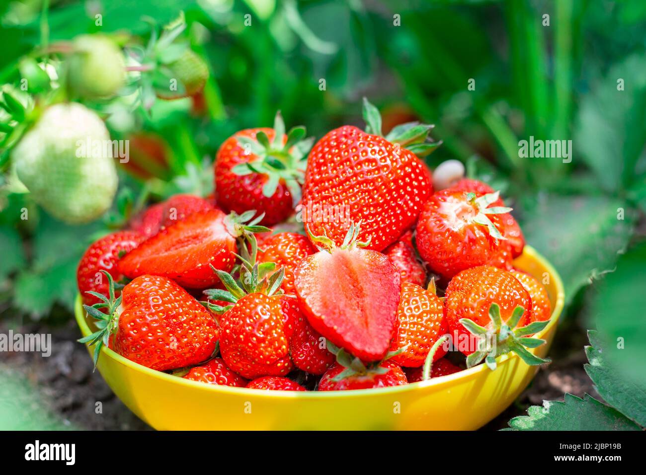Eine Tasse mit leckeren reifen roten Erdbeeren auf einem Erdbeerfleck. Sommerernte von Beeren, Dessertsorte Clery. Stockfoto