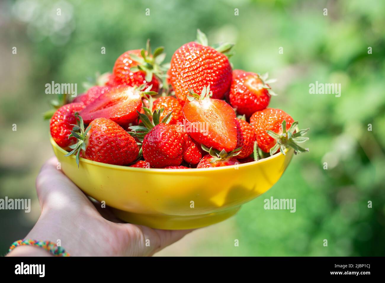 Eine Tasse mit köstlichen reifen roten Erdbeeren in der Hand einer Frau auf einem Hintergrund von Gartengrün. Sommerernte von Beeren, Dessertsorte Clery. Stockfoto