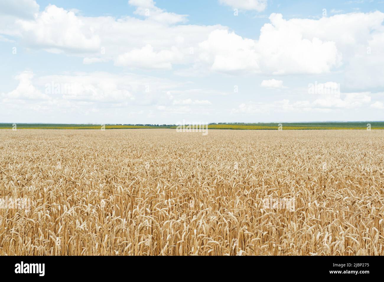 Weicher selektiver Fokus eines Feldes aus goldenen Ähren des Weizens unter einem blauen Himmel mit weißen Wolken. Weizen ist die Landwirtschaft der Unabhängigkeit Ukraine. Stockfoto