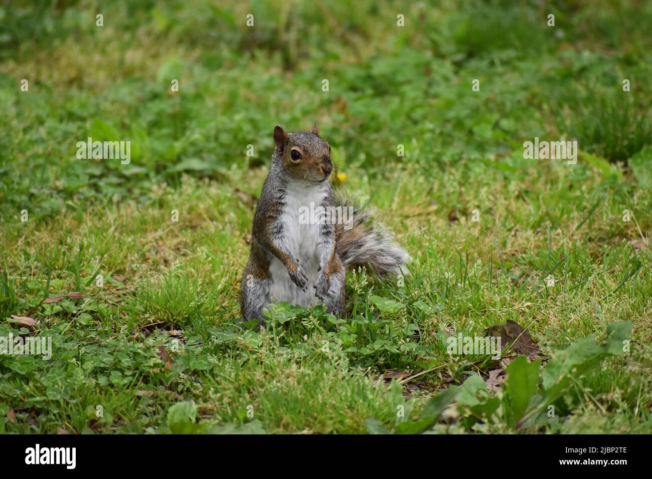 Eichhörnchen Stockfoto