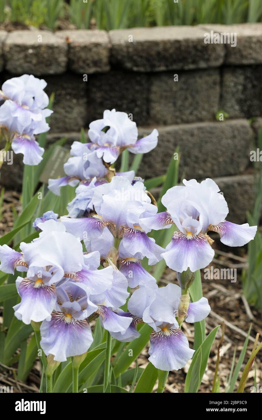 Iris 'Fantastic Blue' mittlere bärtige Iris. Stockfoto