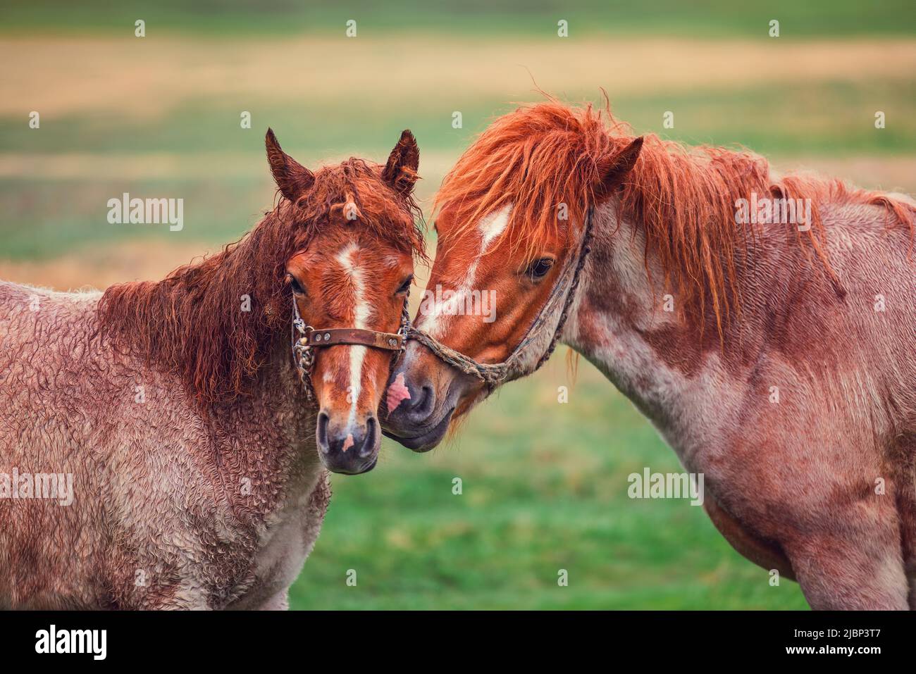 Verliebte Pferde auf einer Weide mit grünem Gras Stockfoto