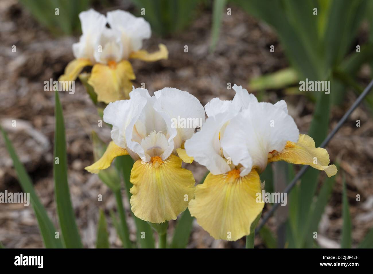 Iris „Champagne Encore“, mittlere bärtige Iris. Stockfoto