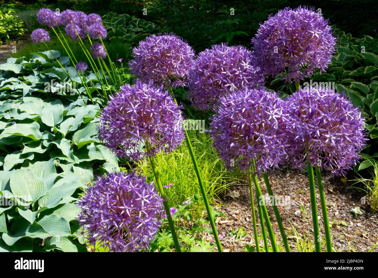 Globemaster Allium im Garten Alliums Blütenköpfe, Hostas Stockfoto