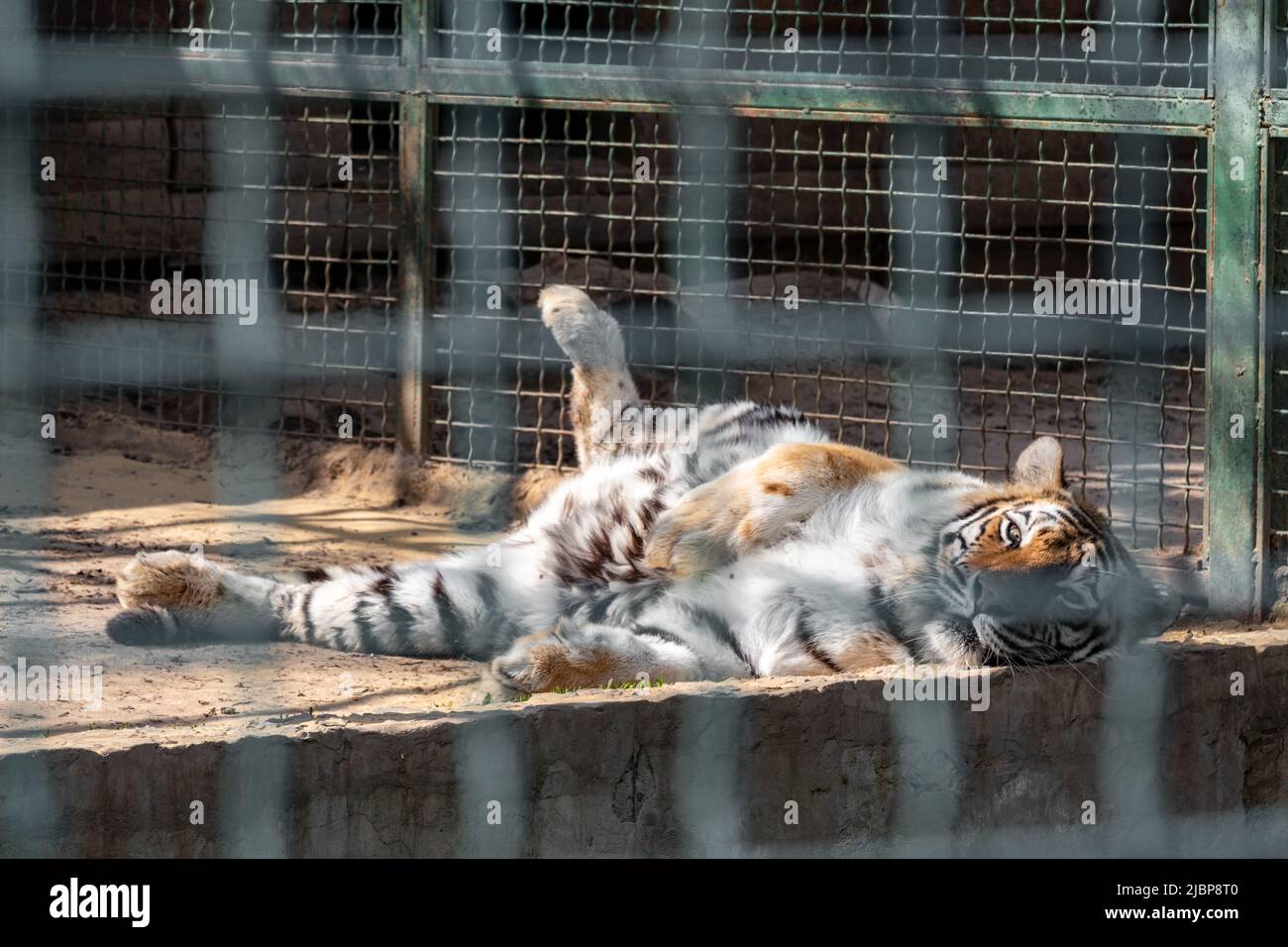 Tiger mit schwarzen Streifen friedlich im Käfig liegend. Nahansicht mit verschwommenen Käfigzellen. Wilde Tiere, große Katze Stockfoto