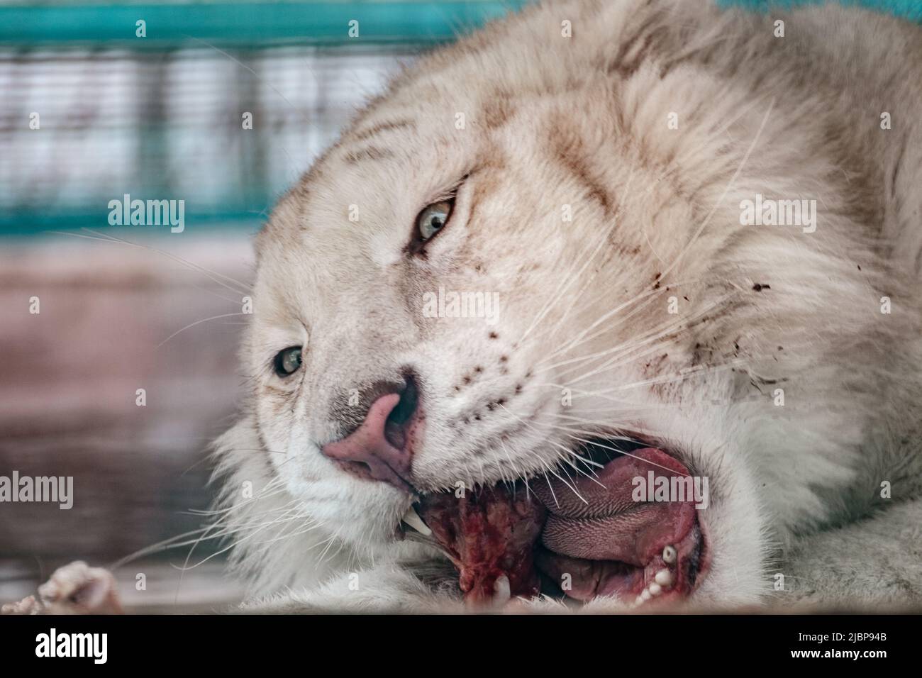 Weißer Tiger Kopf Nahaufnahme, hinlegen und essen Fleisch auf Knochen.Blick mit verschwommenem Hintergrund. Wilde Tiere im Zoo, große Katze Stockfoto