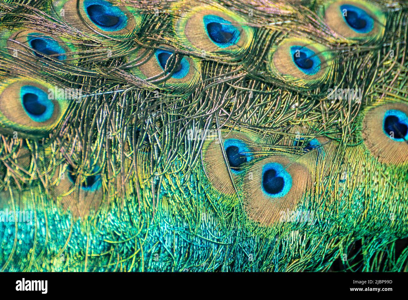 Bunte ornamentale Augenspots genannt Ocelli, Muster Makro. Blaues Pfauenmännchen, Pfauenlang fächerähnliche Scheitelfedern aus der Nähe Stockfoto