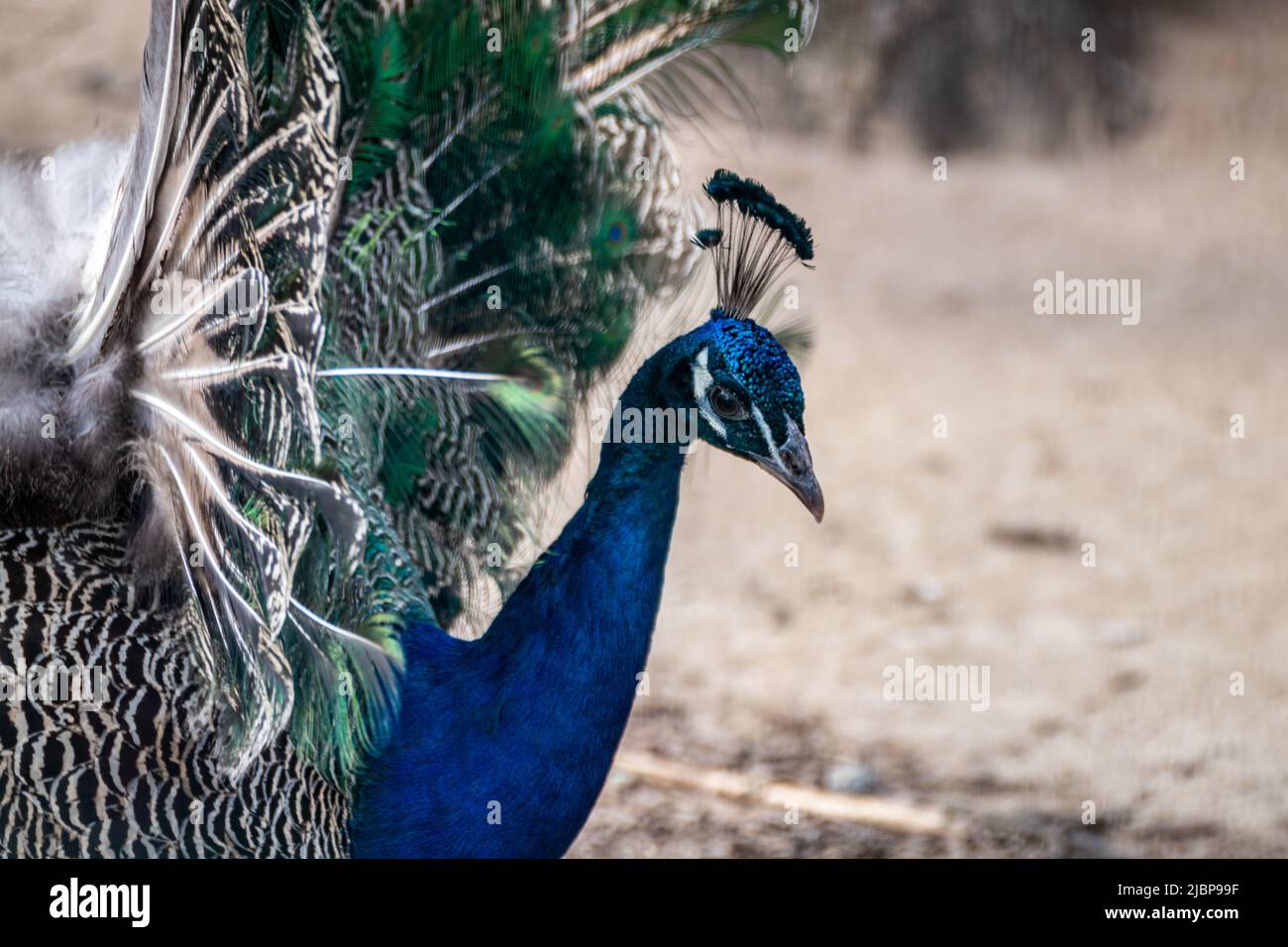 Blauer Pfau männlicher Pfau mit langen fächerähnlichen Scheitelfedern mit bunten Augenspangen anmutige Nahaufnahme auf verschwommenem Hintergrund Stockfoto